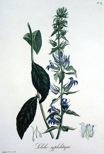 Lobelia Siphilitica uit 