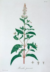 Pepermunt, 1821 door LFJ Hoquart