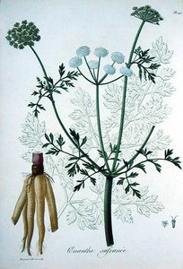 Oeanthe Crocata uit 