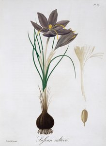 Saffraankrokus, 1821 door LFJ Hoquart