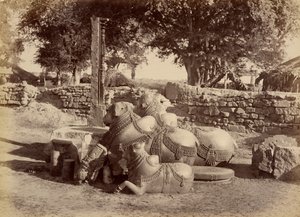 Heilige stieren in Warungal Fort door Lala Deen Dayal