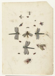 Libellen en vliegende insecten