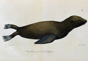 Jonge zeeleeuw, Californië, uit Voyage pittoresque autour du monde