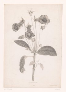 Gloxinia door Laure Devéria