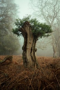 Oude Bonsai, 2025 (foto) door Lee Cooper