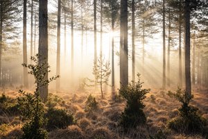 Emberwood, 2023 (foto) door Lee Cooper