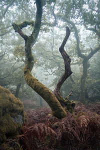Lantaarn in de bomen, 2024 (foto) door Lee Cooper