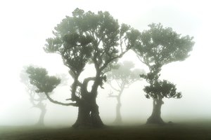 Het bos blijft, 2023 (foto) door Lee Cooper