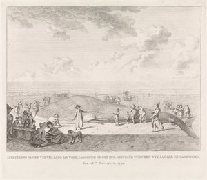 Vinvis aangespoeld op het strand bij Zandvoort