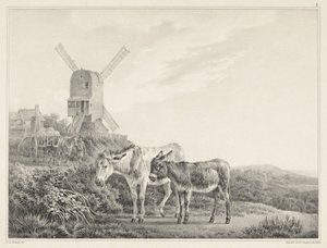 Twee ezels in een landschap bij een molen