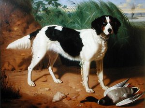 Portret van een hond