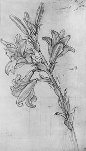 Een lelie, ca. 1480
