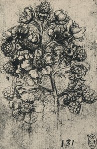Een takje bramen, ca. 1480-1945