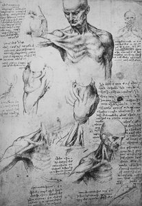 Anatomische Tekeningen van de Nek en Schouders van een Man, ca. 1480 1945 door Leonardo da Vinci