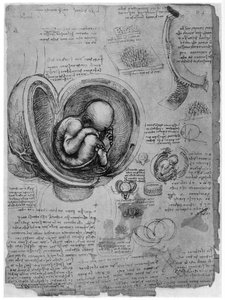 Anatomische schets van een menselijke foetus in de baarmoeder, ca. 1510