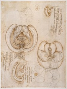 Anatomiestudies door Leonardo da Vinci