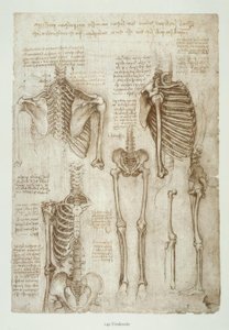 Anatomiestudies
