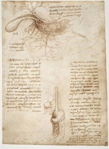 Anatomiestudies door Leonardo da Vinci