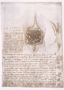 Anatomische studies door Leonardo da Vinci