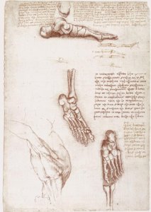 Anatomische studies: Oppervlakte-anatomie van de schouder / Botten van de voet