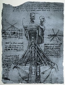 Botstructuur van de menselijke nek en schouder, facsimile kopie door Leonardo da Vinci