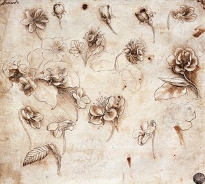Botanische Tafel, tekening 237