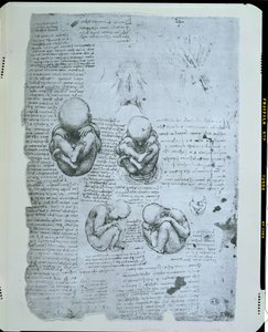 Vijf Zichten van een Foetus in de Baarmoeder, facsimile kopie door Leonardo da Vinci