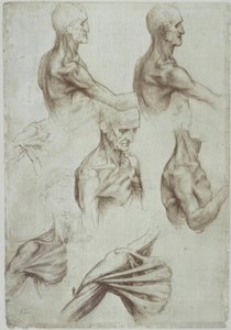 Leonardo / Hals- en schouderspieren / f. 136v door Leonardo da Vinci