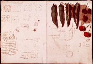 Aantekeningen en schetsen van botanie en geometrie door Leonardo da Vinci