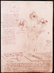 Aantekeningen en schetsen van botanie en geometrie: narcis door Leonardo da Vinci