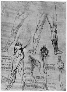 Studies in vergelijkende anatomie, 1506-1507 1954 door Leonardo da Vinci