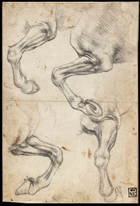 Studies van het paardenbeen door Leonardo da Vinci