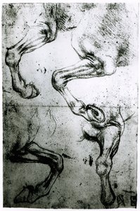 Studies van paardenbenen door Leonardo da Vinci