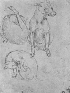Studies van een Hond en een Kat, ca. 1480 1945 door Leonardo da Vinci