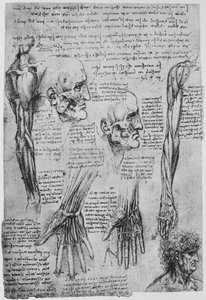 Studies van de Spieren van het Gezicht en de Arm door Leonardo da Vinci