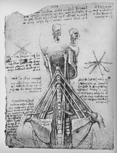 Studie van de rugaanzicht van een skelet, met de pezen van de nek, ca. 1480 1945 door Leonardo da Vinci