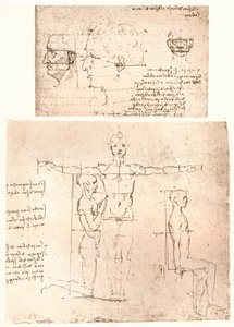Twee tekeningen die de theorie van de proporties van het menselijk figuur illustreren door Leonardo da Vinci