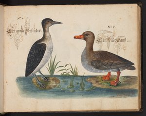 Een exacte natuurlijke beschrijving en afbeelding van de watervogels, vissen, viervoetige dieren, insecten en wormen, die in de wateren van Straatsburg worden gevonden, die ik zelf heb geschoten en behandeld. Leonard Baldner, visser en burger in Straatsbur