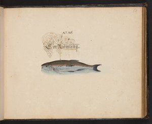 Een exacte natuurlijke beschrijving en afbeelding van de watervogels, vissen, viervoetige dieren, insecten en wormen, die in de wateren van Straatsburg worden gevonden, die ik zelf heb geschoten en behandeld. Leonard Baldner, visser en burger in Straatsbur door Leonhard Baldner