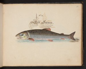Een exacte natuurlijke beschrijving en afbeelding van de watervogels, vissen, viervoetige dieren, insecten en wormen, die in de wateren van Straatsburg worden gevonden, die ik zelf heb geschoten en behandeld. Leonard Baldner, visser en burger in Straatsbur door Leonhard Baldner