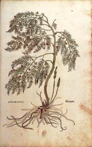 Asperge (Asparagus officinalis) door Leonhart Fuchs uit De historia stirpium commentarii insignes (Notable Commentaries on the History of Plants), gekleurde gravure door Leonhard Fuchs