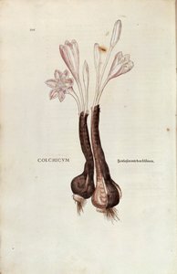 Herfsttijloos (Colchicum autumnale) door Leonhart Fuchs uit De historia stirpium commentarii insignes (Opmerkelijke Commentaren op de Geschiedenis van Planten), gekleurde gravure door Leonhard Fuchs