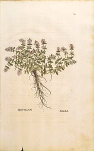Brekland of Wilde Tijm (Thymus serpyllum), gekleurde gravure door Leonhard Fuchs