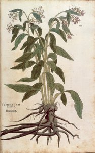 Smeerwortel - Symphytum officinale (Symphytum magnus) uit De historia stirpium commentarii insignes (Opmerkelijke commentaren over de geschiedenis van planten), gekleurde gravure