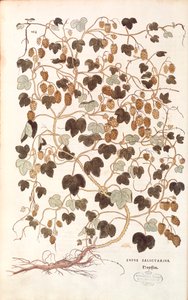 Hop - Humulus lupulus (Lupus salictarius) door Leonhart Fuchs uit De historia stirpium commentarii insignes door Leonhard Fuchs