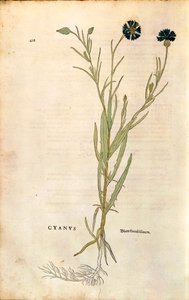 Korenbloem (Centaurea cyanus) door Leonhart Fuchs uit De historia stirpium commentarii insignes (Opmerkelijke commentaren over de geschiedenis van planten), gekleurde gravure door Leonhard Fuchs