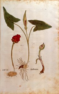 Gevlekte Aronskelk of Italiaanse Aronskelk - Arum italicum (Arum) door Leonhart Fuchs uit De historia stirpium commentarii insignes (Opmerkelijke Commentaren op de Geschiedenis van Planten), gekleurde gravure door Leonhard Fuchs