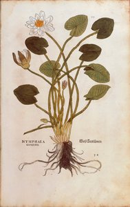 Europese Witte Waterlelie of Witte Lotus - Nymphaea alba (Nymphaea candida) door Leonhart Fuchs uit De historia stirpium commentarii insignes (Opmerkelijke Commentaren op de Geschiedenis van Planten), gekleurde gravure door Leonhard Fuchs