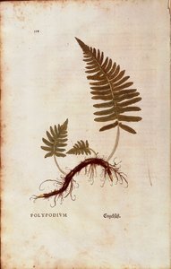 Varens, gewone eikvaren (Polypodium vulgare) door Leonhart Fuchs uit De historia stirpium commentarii insignes (Opmerkelijke commentaren op de geschiedenis van planten) door Leonhard Fuchs