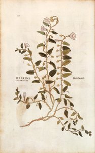 Akkerwinde - Convolvulus arvensis uit De historia stirpium commentarii insignes (Opmerkelijke commentaren over de geschiedenis van planten) gekleurde gravure door Leonhard Fuchs